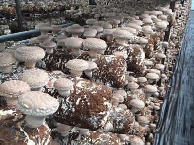 How to operate the shiitake mushroom mother seed and breeding specifically