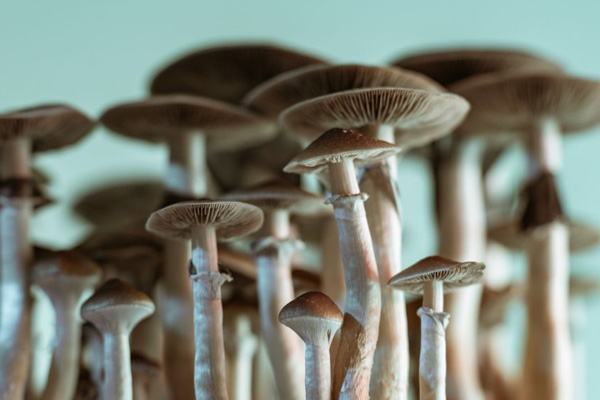 What are the factors affecting mushroom production-Satrise Mushroom