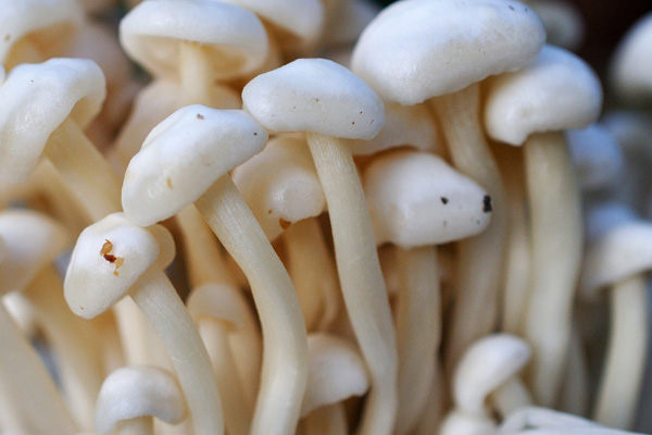 The cultivation method of high-quality mushrooms--Satrise Mushroom