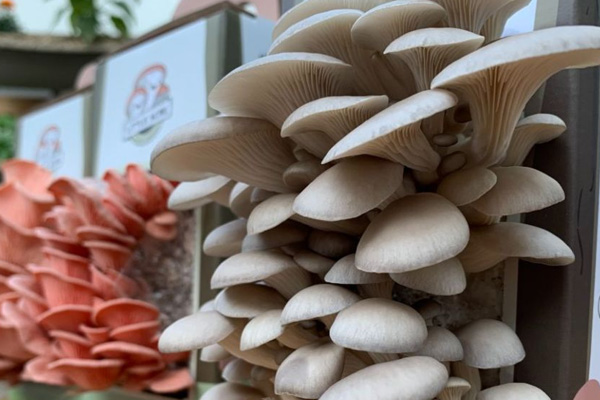 Precautions for picking mushrooms--Satrise Mushroom