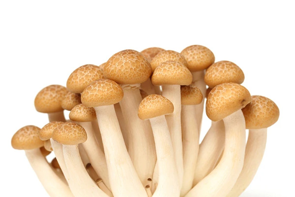 Notes for lentinus edodes fungus sticks during fruiting--Satrise Mushroom