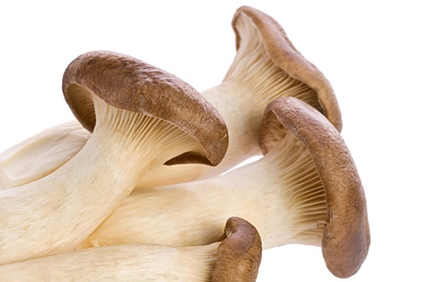Pleurotus eryngii Physiological Characteristics and Cultivation Conditions--Satrise Mushroom