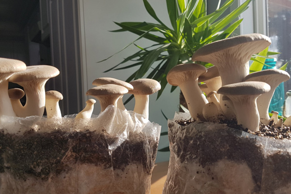 Bag Cultivation of Pleurotus Eryngii  Cultivation raw materials and formula --Satrise Mushroom
