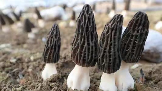 The future of morels