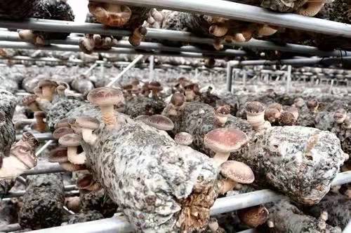 How to prevent the young buds of shiitake mushrooms from freezing in winter?