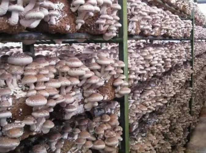 Cultivation management of mushroom substitute material