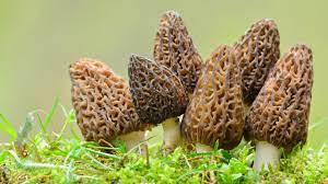 Conservation Method of Young Morel Mushrooms