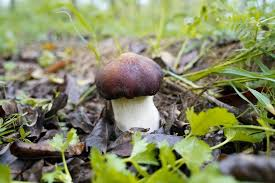 Fruiting management technology of big ball cap mushroom