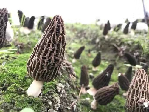 Analysis of the demand and planting prospect of Morel mushroom 