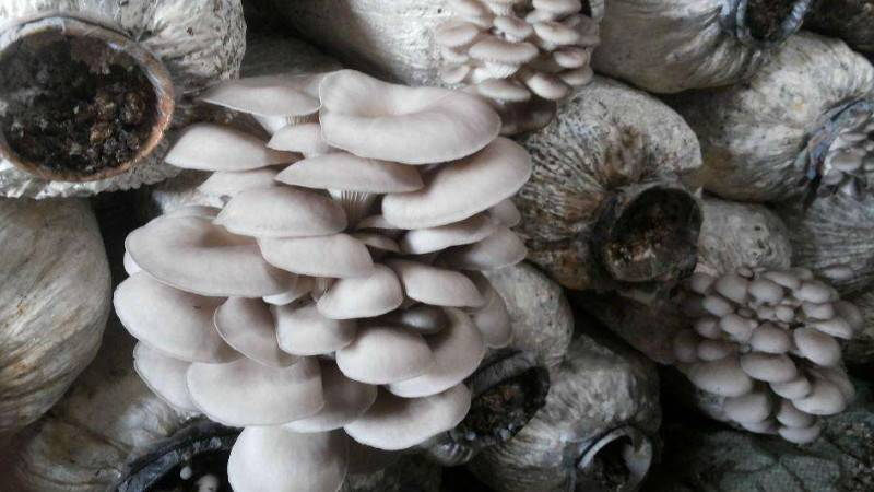 Analysis on the Causes of Pollution of Oyster Mushroom Fermentation Material