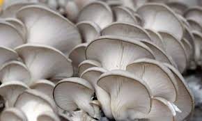 Rigid demand - the prerequisite for the industrialization of oyster mushrooms