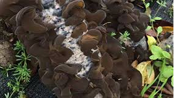 To improve the yield and quality of black fungus, germination is the key
