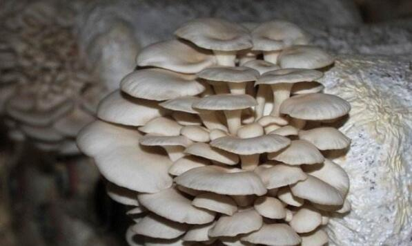 High-efficiency cultivation technique of oyster mushroom with peanut shell