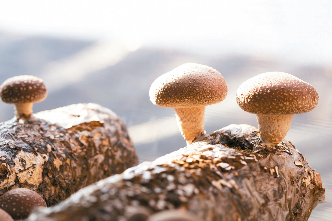The future development of shiitake mushroom industry
