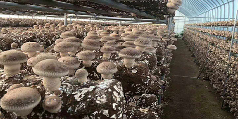The key link in the production management of shiitake mushroom