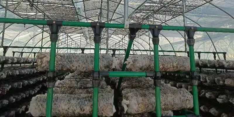 Countermeasures for mushroom production in high temperature weather
