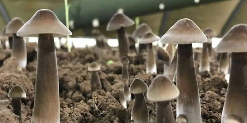 High-efficiency cultivation technology of Termitomyces albuminosus in greenhouse - fruiting manageme
