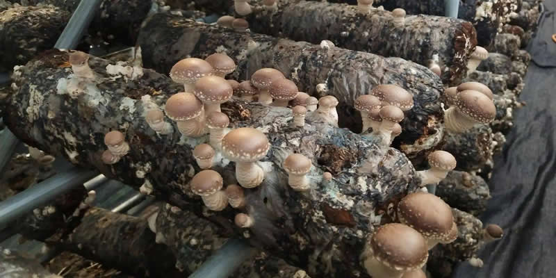 Five points for attention to improve the yield of shiitake mushrooms bagging cultivation