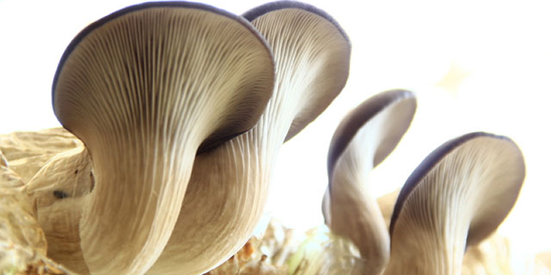 Can oyster mushroom spawn be reused to make mother culture?