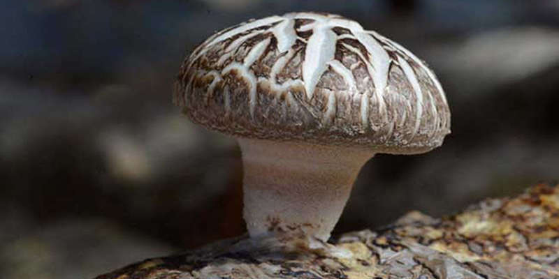 How do shiitake mushrooms become premium mushrooms?