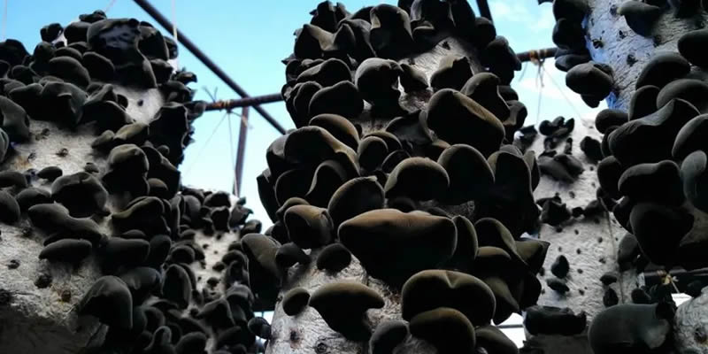 Black fungus cultivation technology: media, cultivation conditions, pest control, harvesting and pro