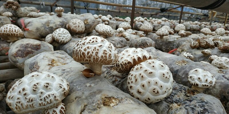 How to raise bag material shiitake mushrooms after mushrooming