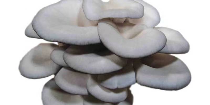 Key points for filling oyster mushrooms with water