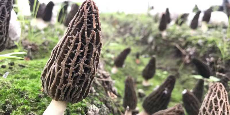 How do morels and two stubble mushrooms promote mushrooms?