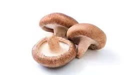 How to improve the survival rate of shiitake inoculation?