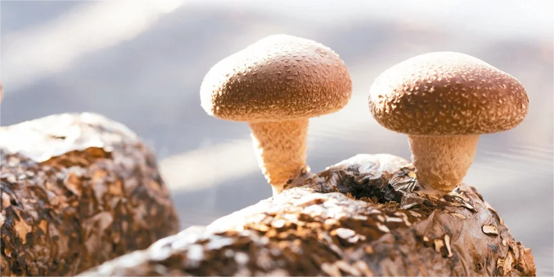 What should I do if the mushroom mycelium does not eat the material?