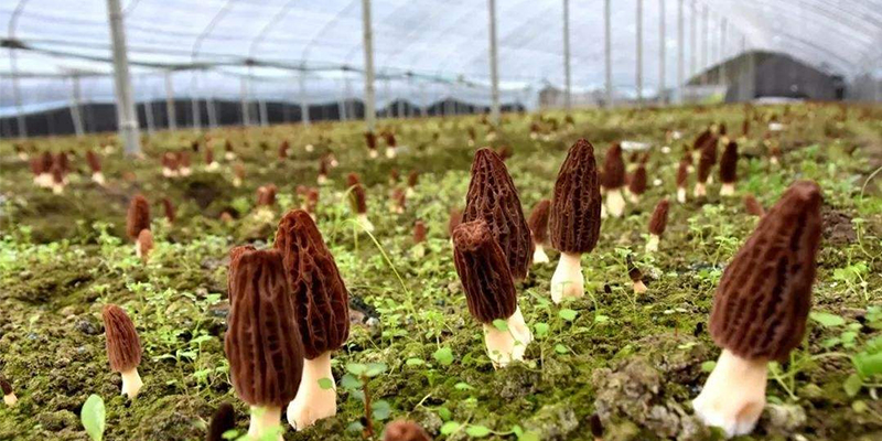 Advantages and difficulties of growing morels in greenhouses