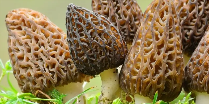 Key Points of Morel Mushroom Spring Management Techniques