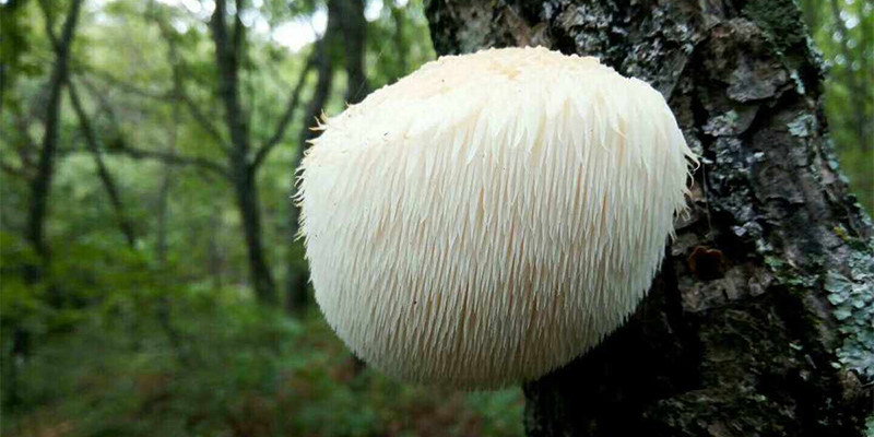 Prospects for the Cultivation and Development of Lion's Mane Mushroom