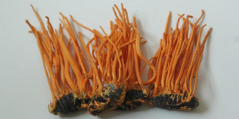 Key Points of Cultivation Techniques of Cordyceps