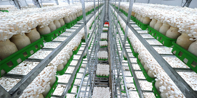 Industrial cultivation of edible fungi