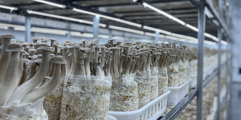 Management technology of pilose antler mushroom