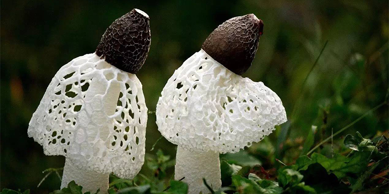 Practical Measures to Ensure High Quality and High Yield of Bamboo Mushroom