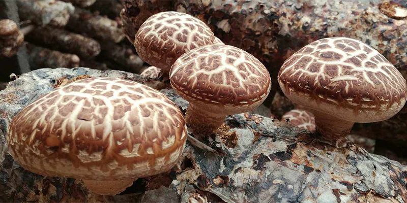 Four key points of spring planted shiitake mushrooms oversummer management