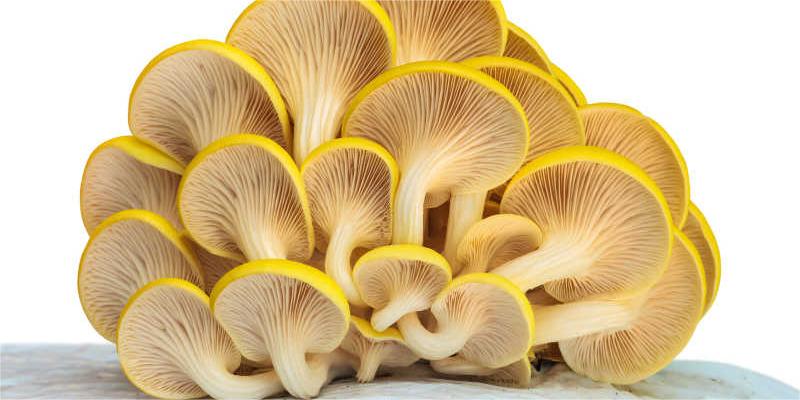 What is the problem of deformed mushrooms in oyster mushrooms? How to prevent it?