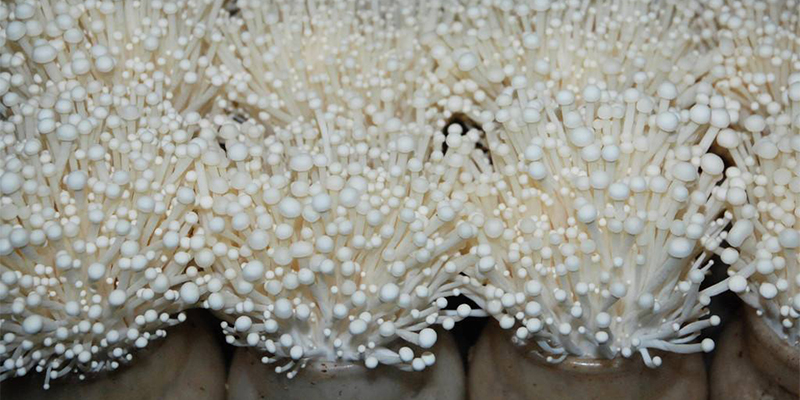 Growing Enoki Mushroom: A Promising Industry with High Investment Potential