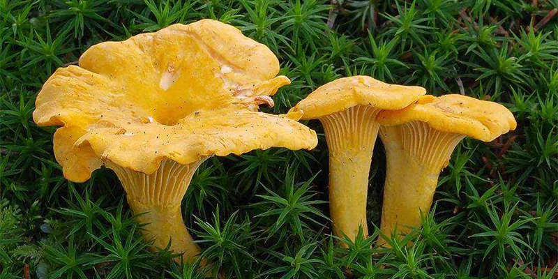 How about planting chanterelle in the future？