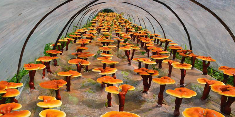 Reishi Mushroom short-section wood clinker cultivation—management points for lucidum production