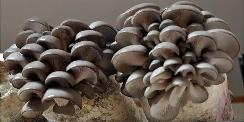 What happens if the carbon and nitrogen for growing edible fungi are too high or low?