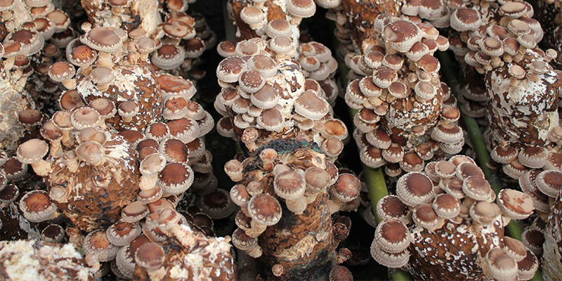 What is the reason why the Shiitake Mushrooms sticks do not change color?