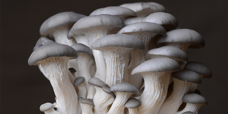 What should I do if the growth rate of Pleurotus ostreatus is extremely slow?