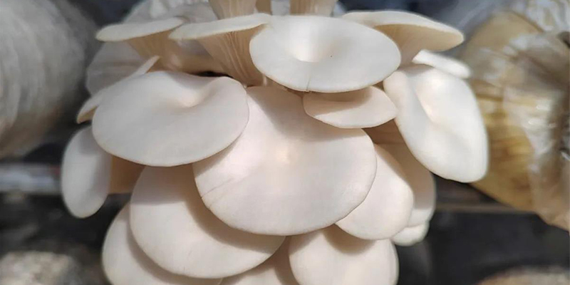 How to identify the quality of oyster mushroom strains?