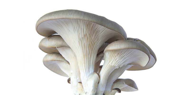 Growth conditions required for oyster mushrooms