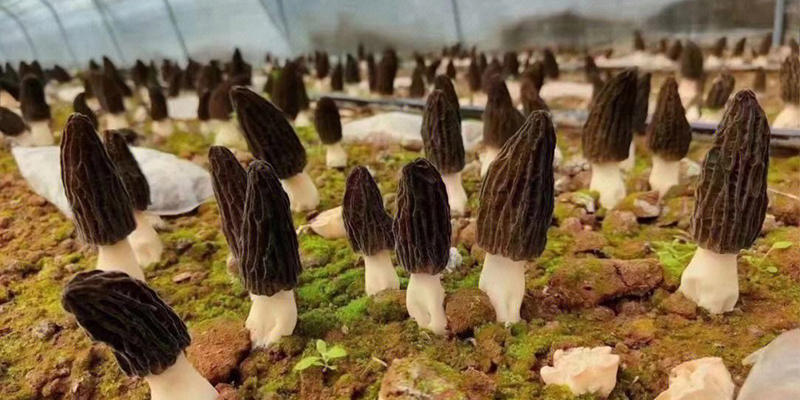 What technical points need to be mastered in the process of growing morels?