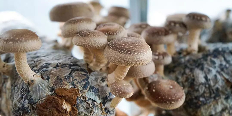 What is the reason for the low yield of shiitake mushrooms?