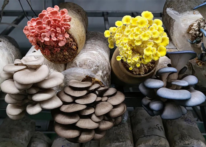 How to ferment high-quality culture materials for oyster mushroom cultivation？